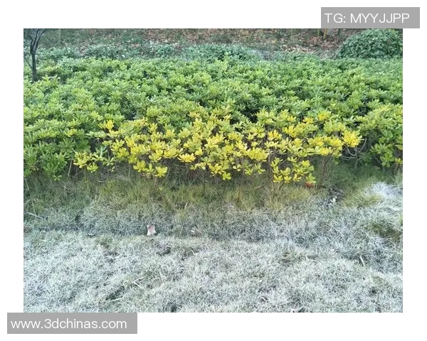 足球明星巅峰时刻集锦展现经典瞬间与永恒辉煌